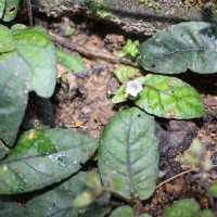 Strobilanthes reptans (G.Forst.) Moylan ex Y.F.Deng & J.R.I.Wood